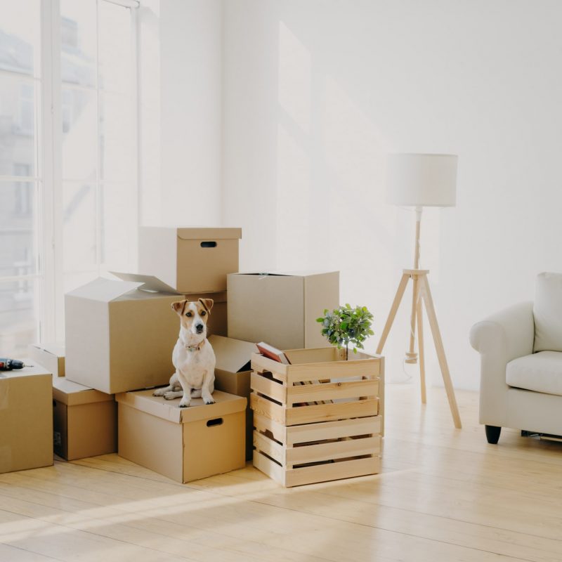 Boxed Filled With Packages for Moving