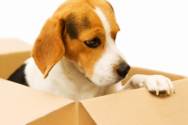 A Brown and White Fur Dog in a Cardboard Box